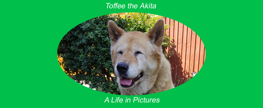 Toffee the Japanese Akita Inu