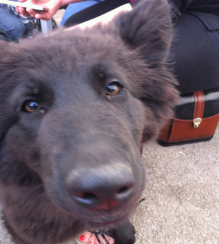 Hope music festival dogs 1