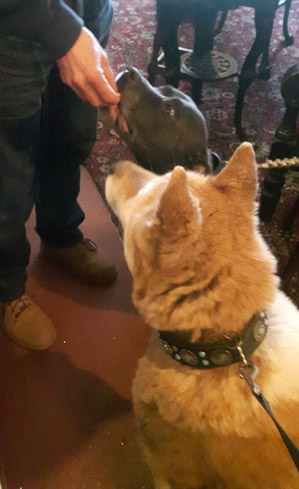 Toffee and Sultan Magazine pub treat time 1