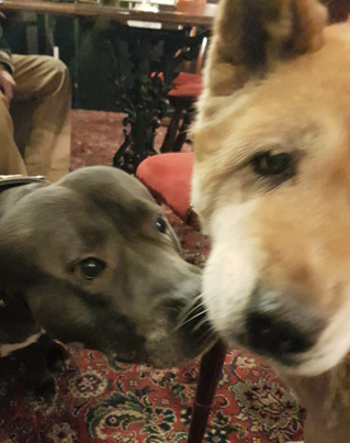 Toffee and Sultan in the Railway pub New Brighton 1