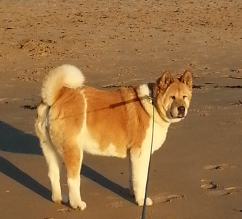 Toffee the Akita - beach 2015