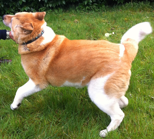 Toffee the Akita - Peak District 2014