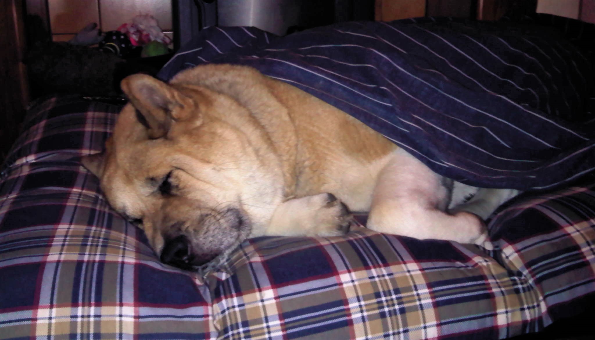 Toffee the Japanese Akita asleep with blanket
