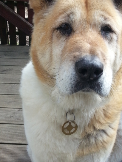 Toffee the Japanese Akita big bubbles