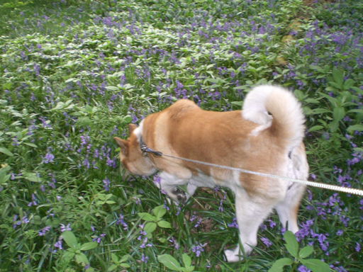 Toffee the Japanese Akita bluebells exploring