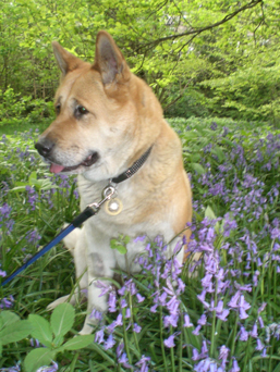Toffee the Japanese Akita bluebells posing 1