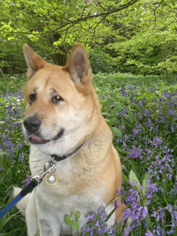 Toffee the Japanese Akita bluebells posing 2