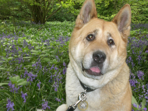 Toffee the Japanese Akita bluebells posing 3