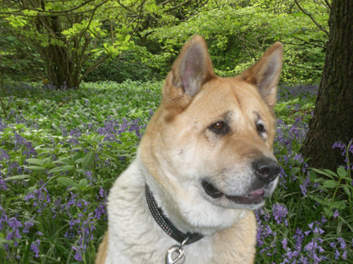 Toffee the Japanese Akita bluebells posing 4