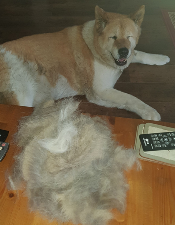 Toffee the Japanese Akita brushing indoors
