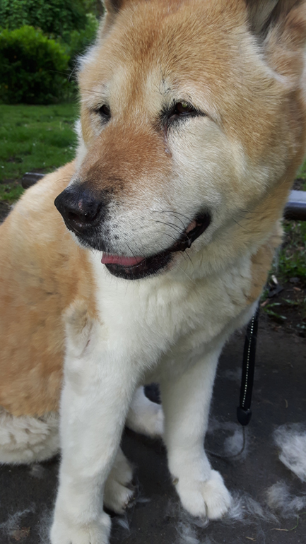 Toffee the Japanese Akita brushing outside 2