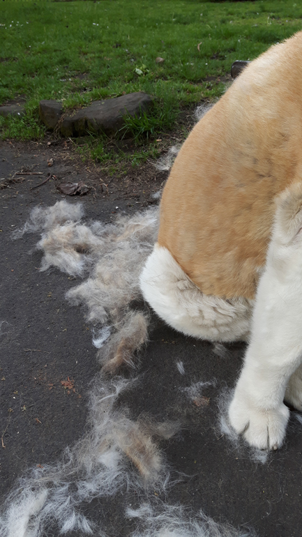 Toffee the Japanese Akita Brushing outside