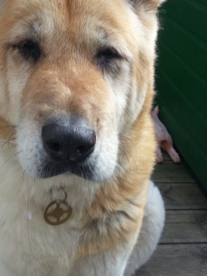 Toffee the Japanese Akita bubble burst