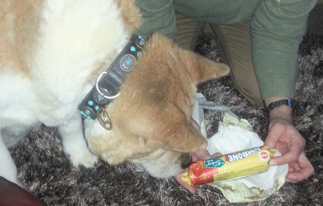 Toffee the Akita Xmas Jumbone 2013
