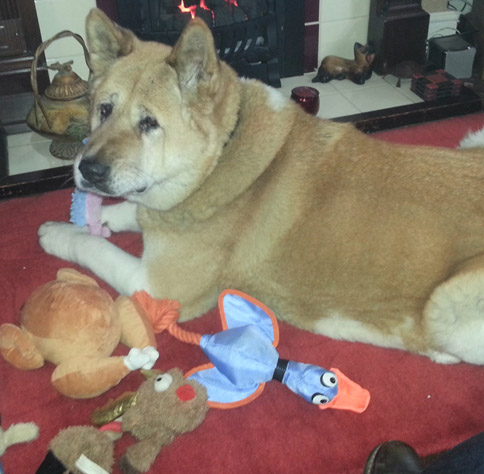 Toffee the Akita Xmas 2013 dog gifts