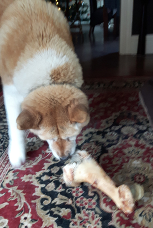 Toffee the Akita with bone 1