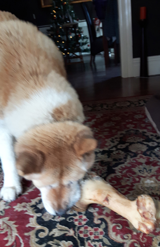 Toffee the Akita with bone 2