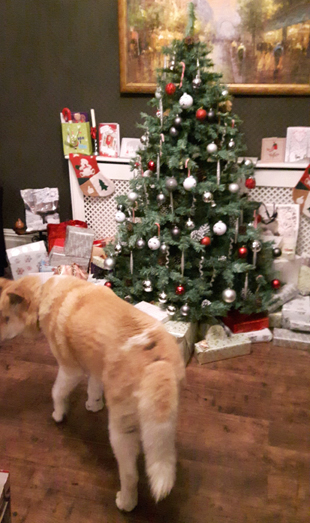 Toffee the Akita Xmas tree 2015