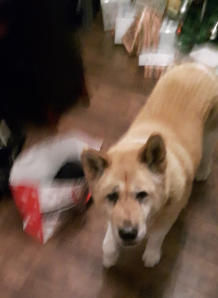 Toffee the Akita Xmas tree 2015 looking at camera