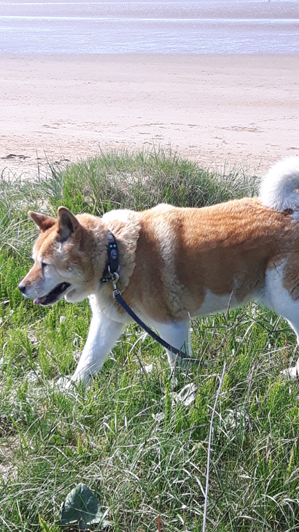 Toffee the Japanese Akita Wirral Coastal Walk 1