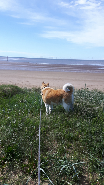 Toffee the Japanese Akita Wirral Coastal Walk 2