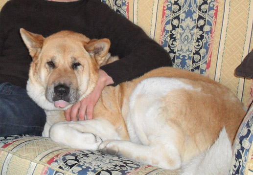 Toffee the Japanese Akita couch time with Daddy