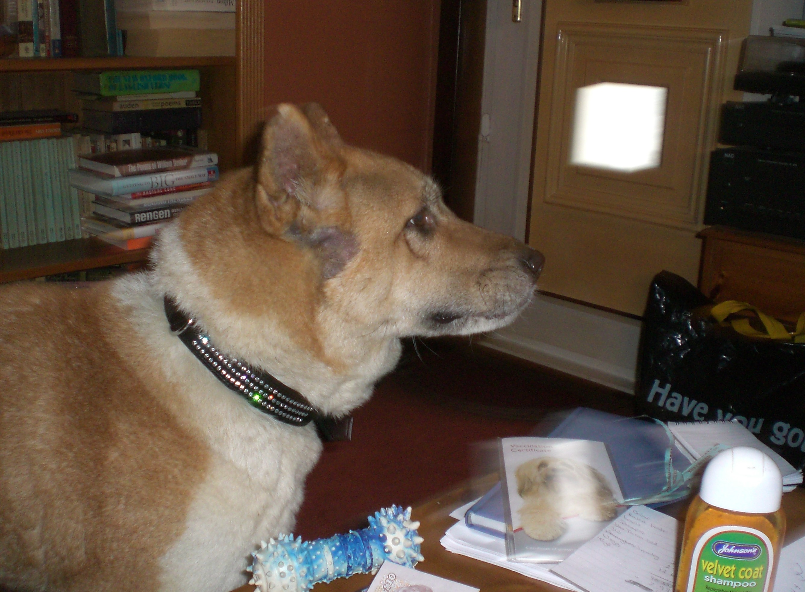 Toffee the Japanese Akita New Home 3