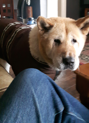 Toffee the Japanese Akita dog jacket 3