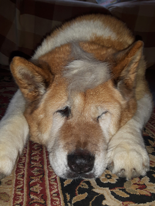 Toffee the Japanese Akita Trump wig