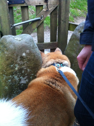 Toffee the Akita Edale bridge