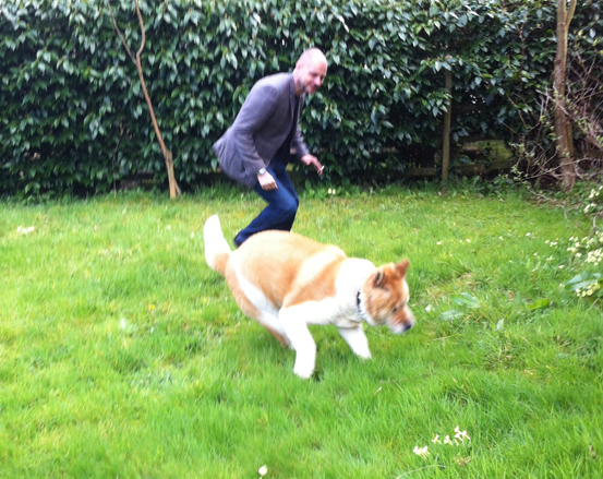 Toffee the Akita playing chase in Edale