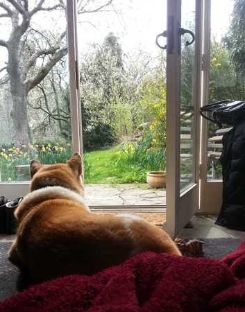 Toffee the Akita Fairy cottage Edale inside 2