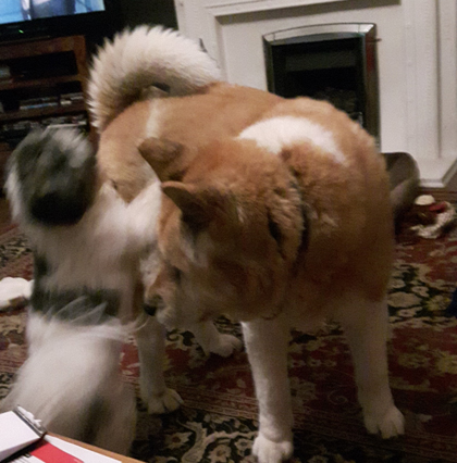 Toffee the Japanese Akita and Benji