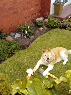 Toffee the Japanese Akita garden with toys