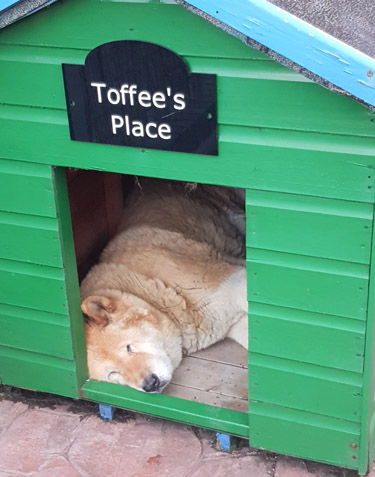 Toffee the Japanese Akita asleep in Kennel Wallasey