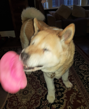 Toffee the Japanese Akita shaking lips