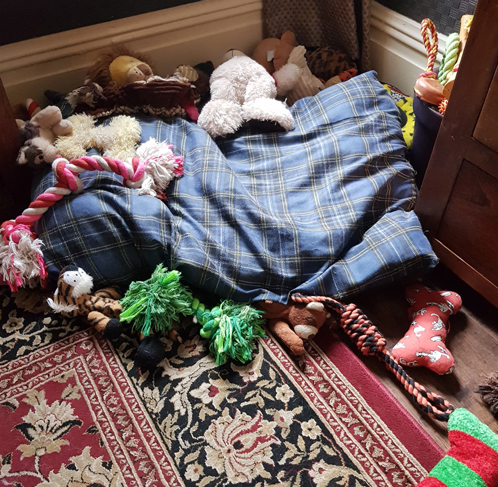 Toffee the Japanese Akita messy dog toys