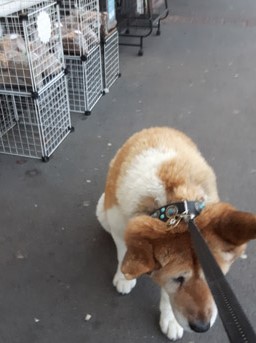 Toffee the Japanese Akita pet shop
