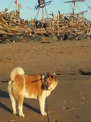 Toffee the Japanese Akita New Brighton Beach Pirate Ship 2