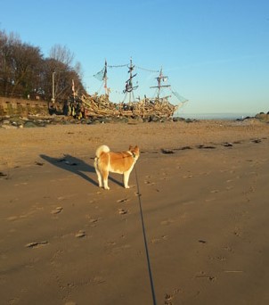 Toffee the Japanese Akita New Brighton Beach Pirate Ship 1