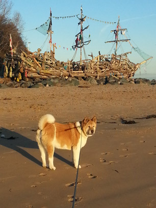 Toffee the Japanese Akita New Brighton Beach Pirate Ship 3