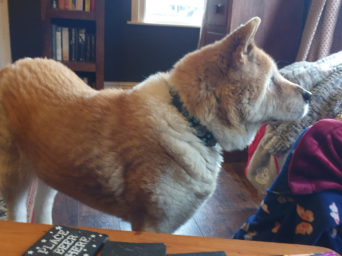 Toffee the Japanese Akita herniated disc recovering 2