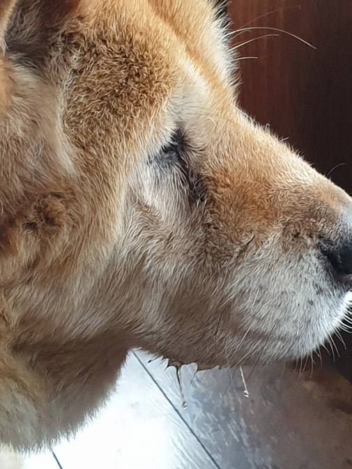 Toffee the Japanese Akita Retired slaver 1