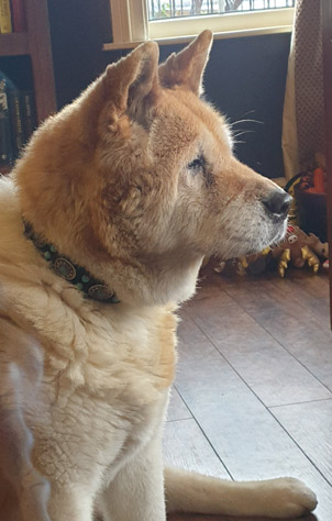 Toffee the Japanese Akita Retired slaver 2