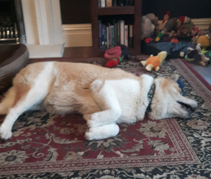 Toffee the Japanese Akita rolling on the rug