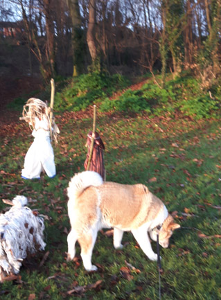 Toffee the Akita meets Shepherds on Vale Park