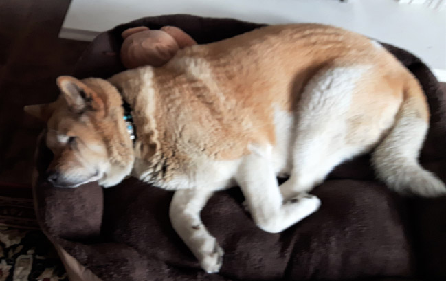 Toffee the Japanese Akita fast sleep