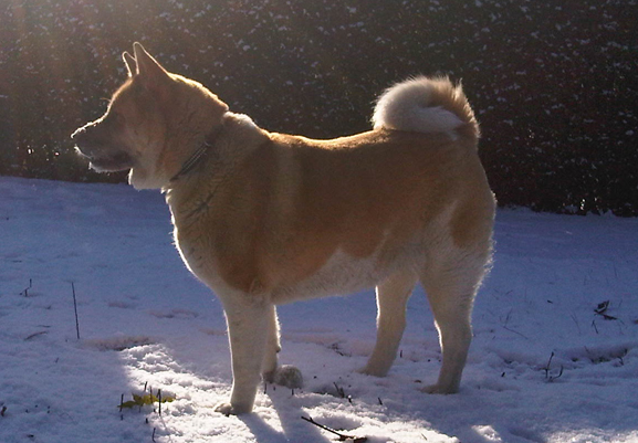 Toffee the Japanese Akita winter snow