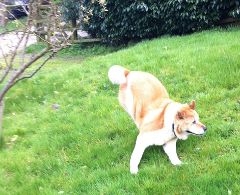 Toffee the Japanese Akita Spring