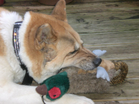 Toffee the Japanese Akita squeaky pheasant close up
